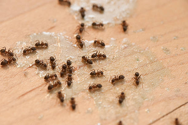 Best Best Pest Control Near Me  in Brockport, NY